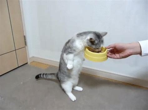 cat eat gif